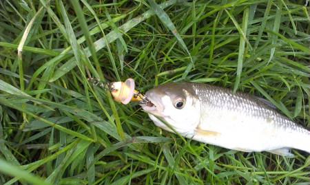 Jalec maloústy - prúdnik